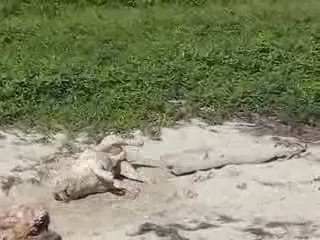 Fernand n'aime pas l'eau