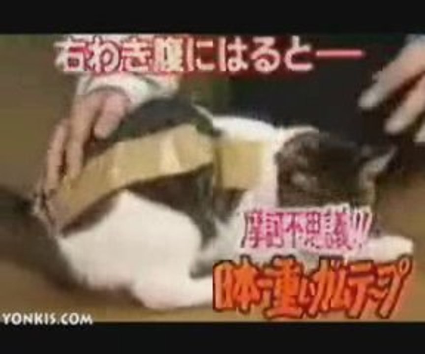 Kedi bantlanırsa ne olur?