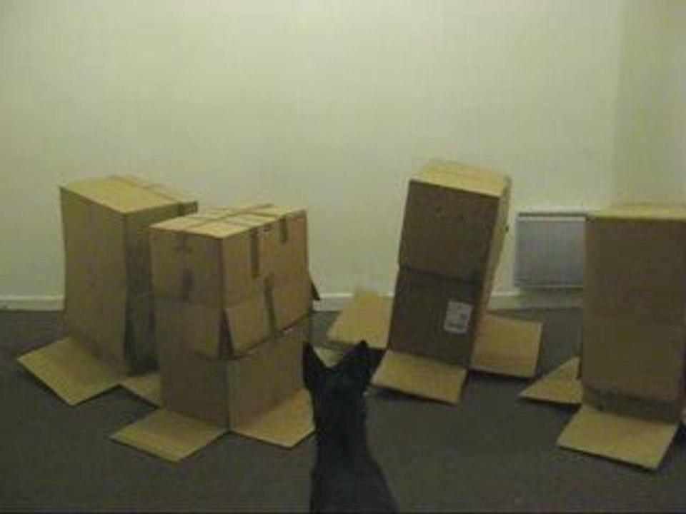 carton nights