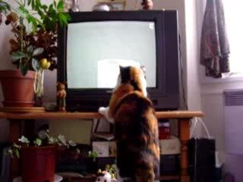 Les chats regardent la télé
