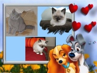 chaton persan siamois