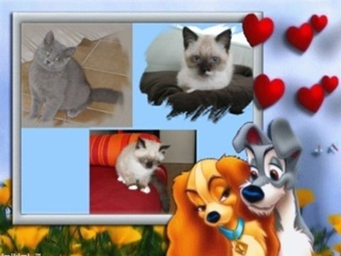 chaton persan siamois