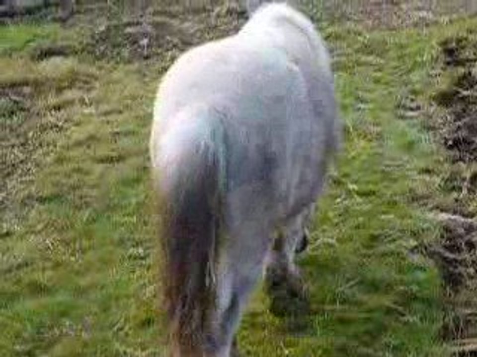 Ulysse se gratte