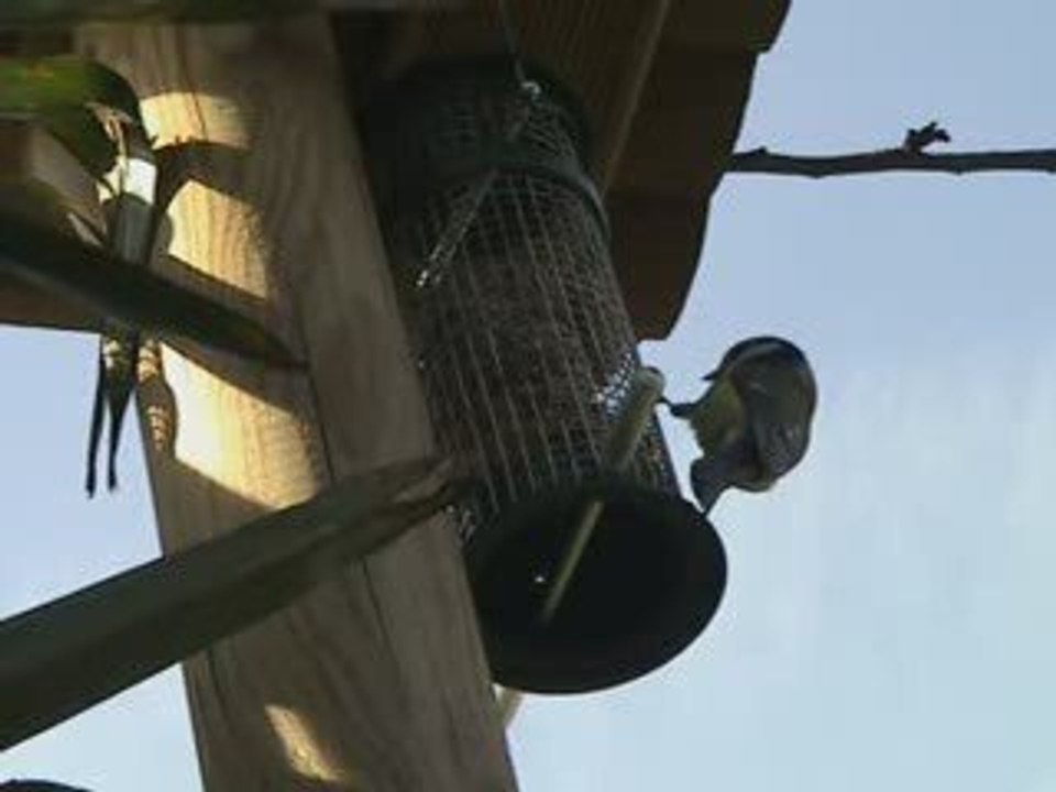 Mesange bleue mars 2009