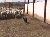 Loca moutons