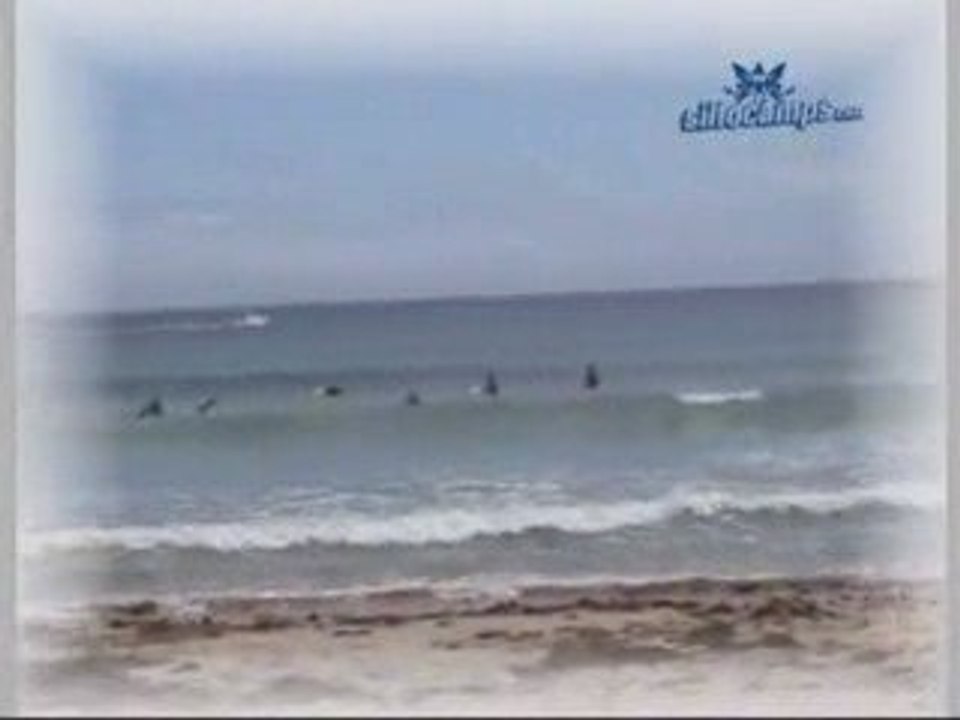 Silfocamps video