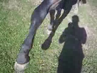 Sheyenne et ses débuts de jambette