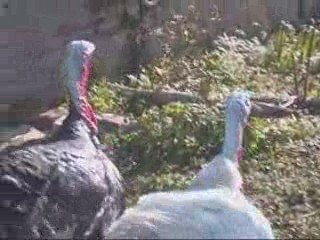 Les dindons de Peyrilles_0003