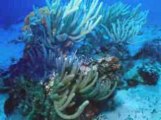 Roatan Liveaboard: 7-day Liveaboard Diving