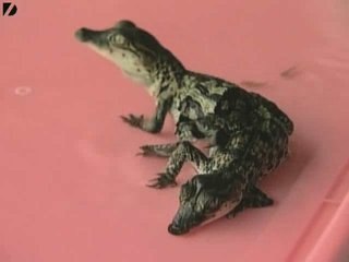 Crocodile Has Two Heads