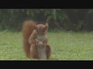 Ecureuil qui joue au foot