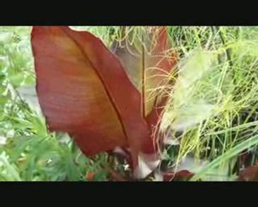 Videos Mpeg 4 en vrac