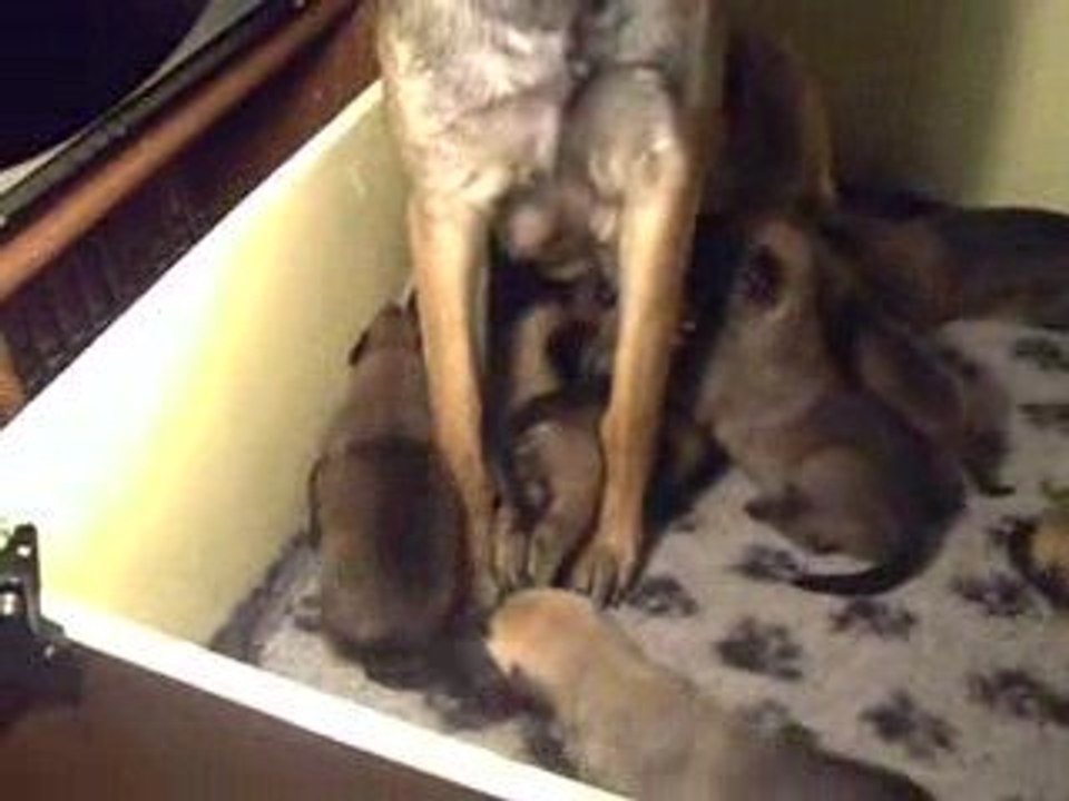 Chiots 15 jours des plaines du minervois