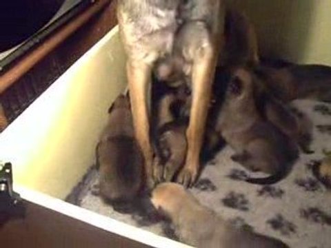 Chiots 15 jours des plaines du minervois