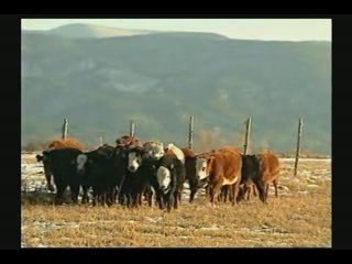 Dossiers Ovni 06 - Mutilations Animales 5/5