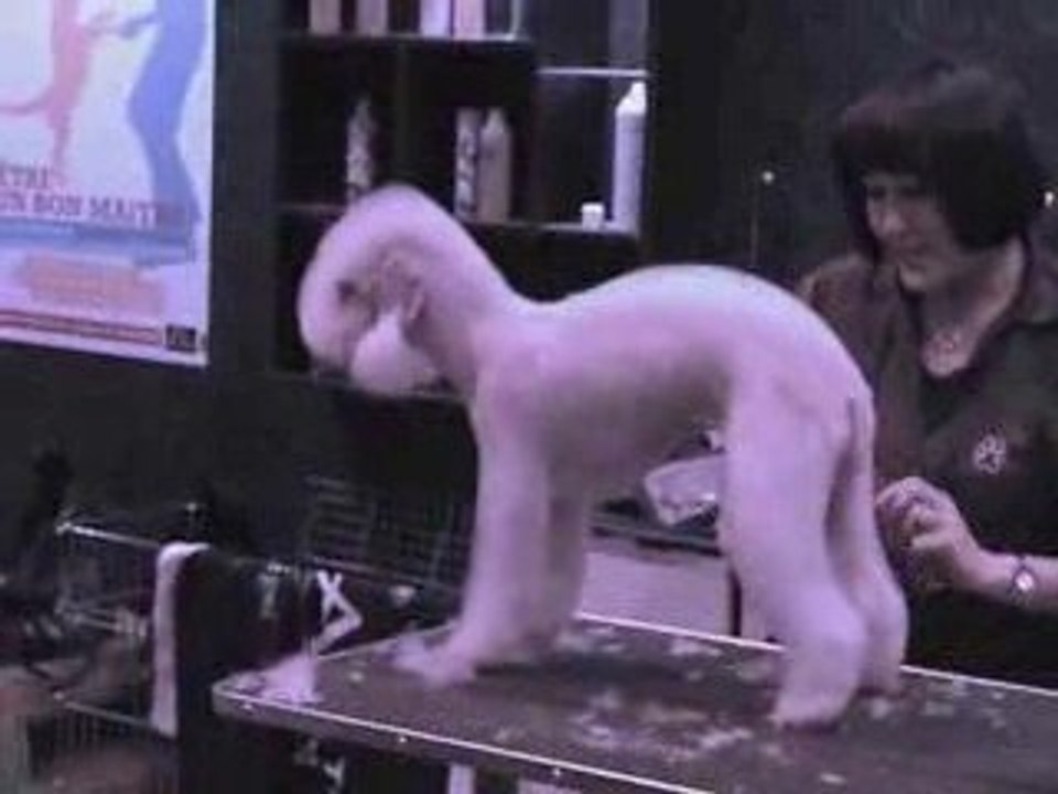 LE CHIEN COIFFÉ