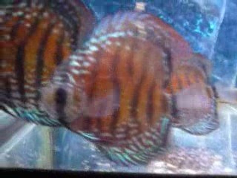 Discus nhamunda malade