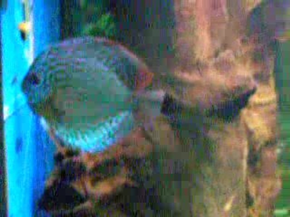 Videos 005