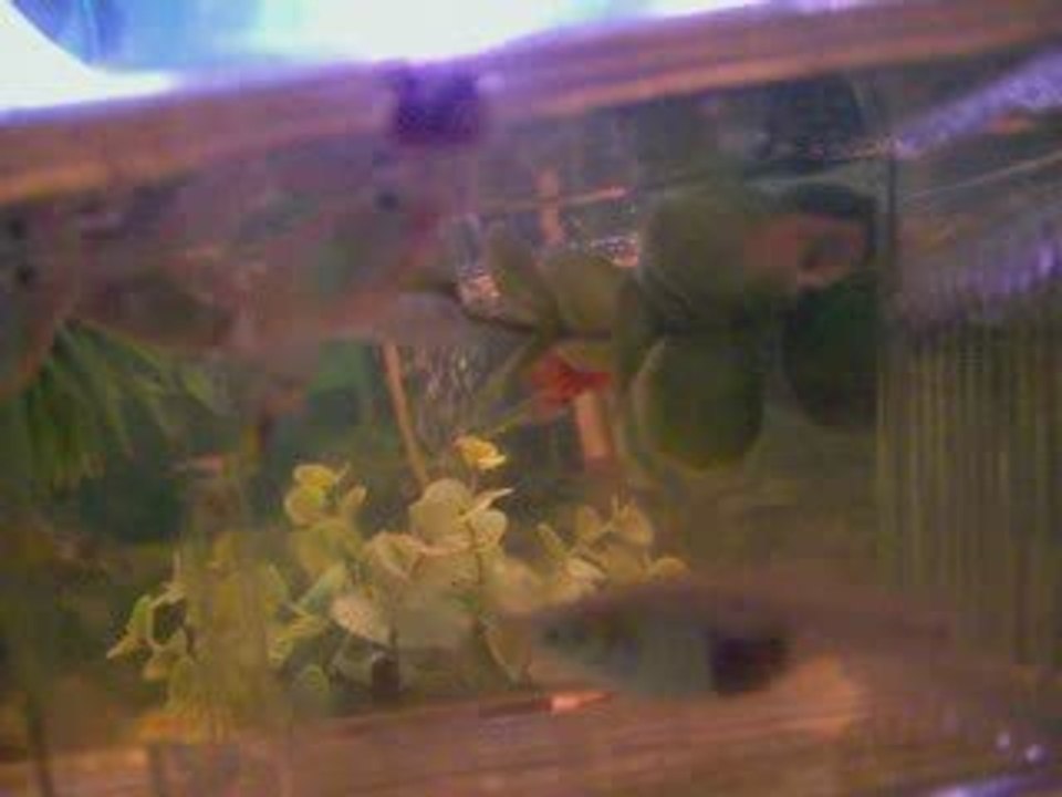 GUPPY