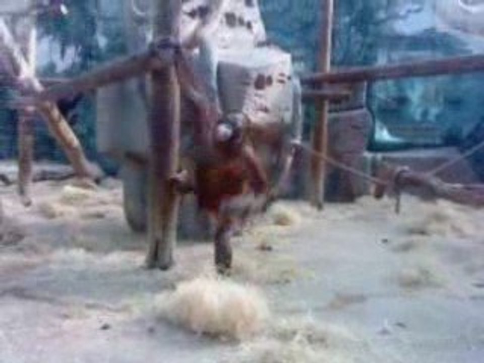 Les aventures du petit ORAN OUTANG