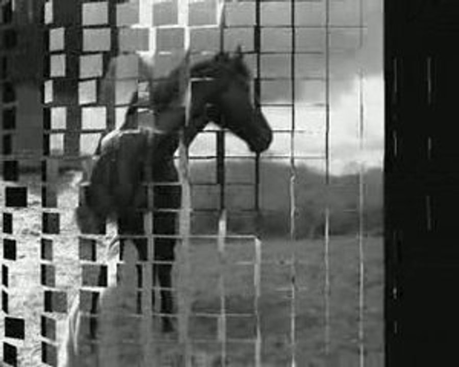 Dame de Caligny...un amour de jument