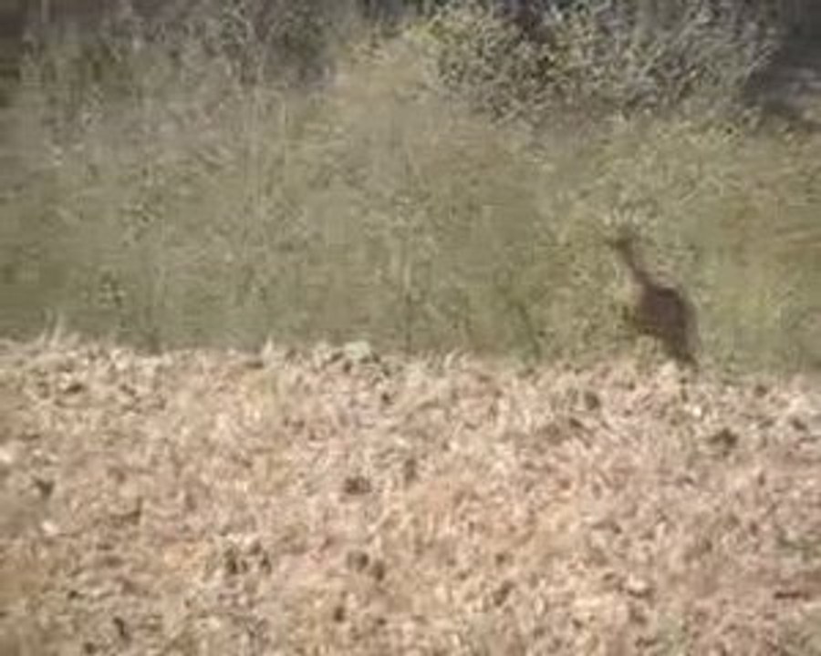 battue aux renards !