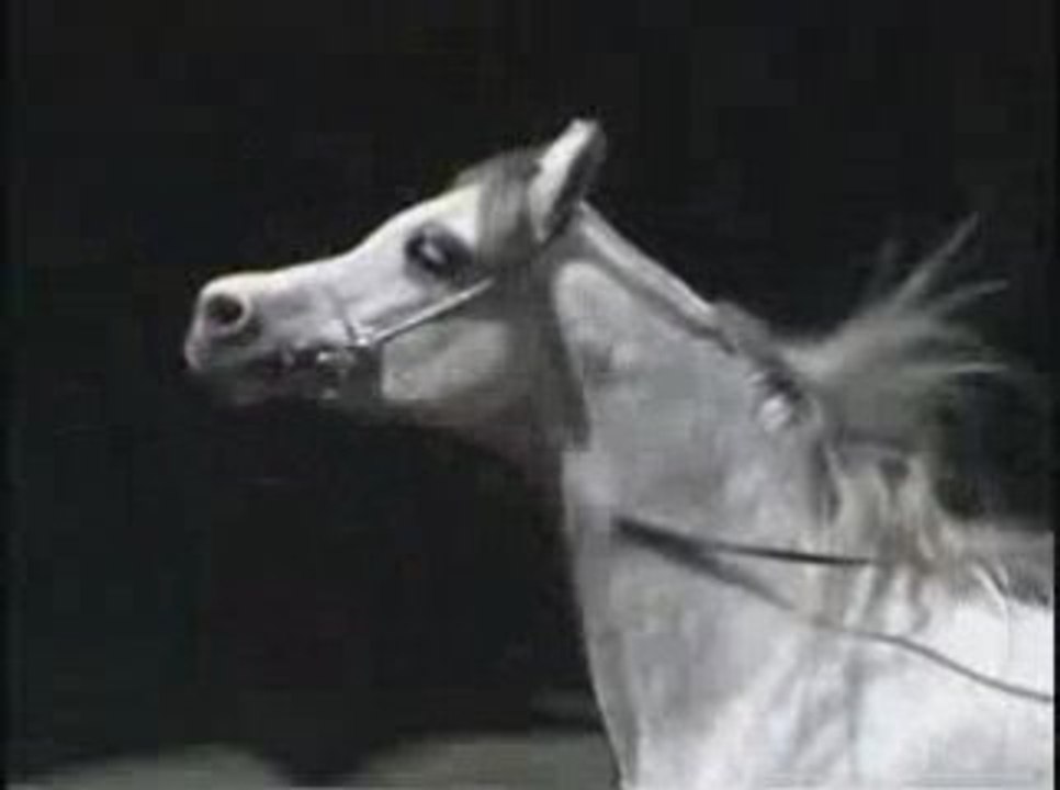 Classes du championnat Midi Pyrénées du Pur Sang Arabe (2/2)