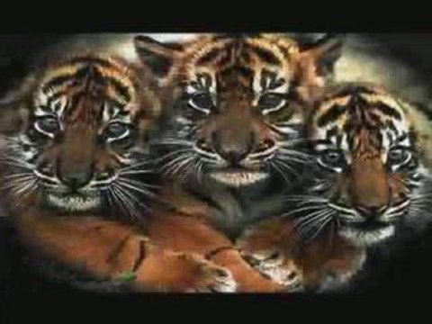 Video gracioso: Tenemos empate técnico.