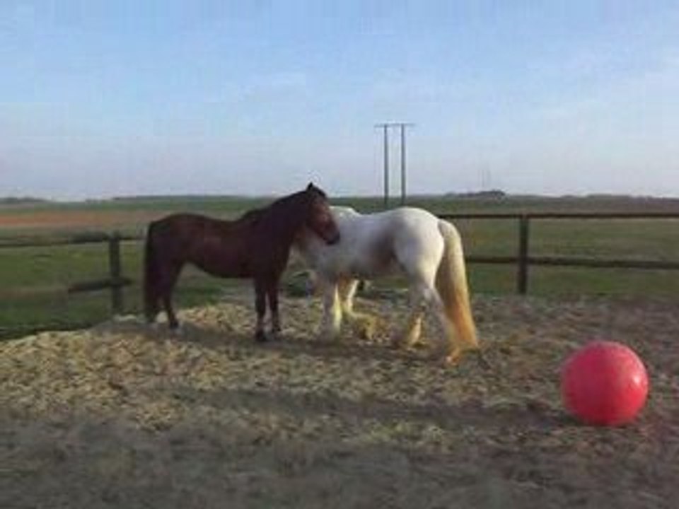 Flann et Dorsika