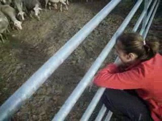 Parler aux moutons