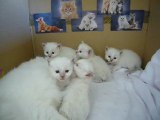 Mes chatons à 3,5 semaines (3)