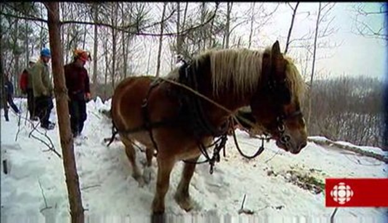 La semaine verte - Bûcheron à cheval