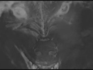 Umbra et Imago - Never