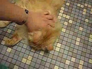 mimi chat roux mignon