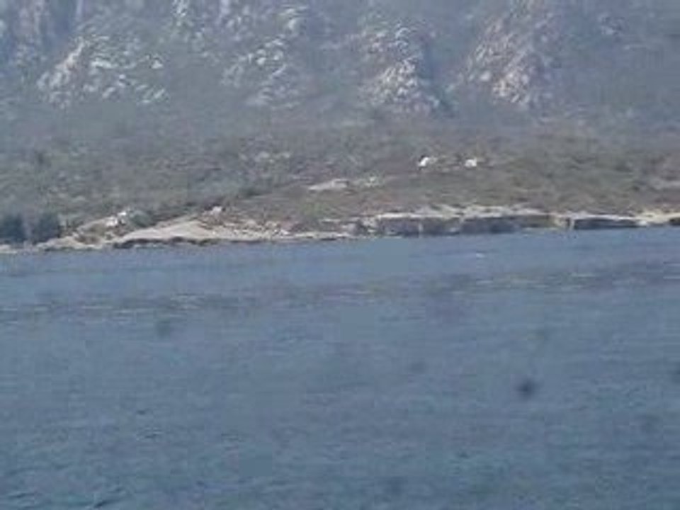 mordoğan'da balık avı yunuslar 15-03-2009