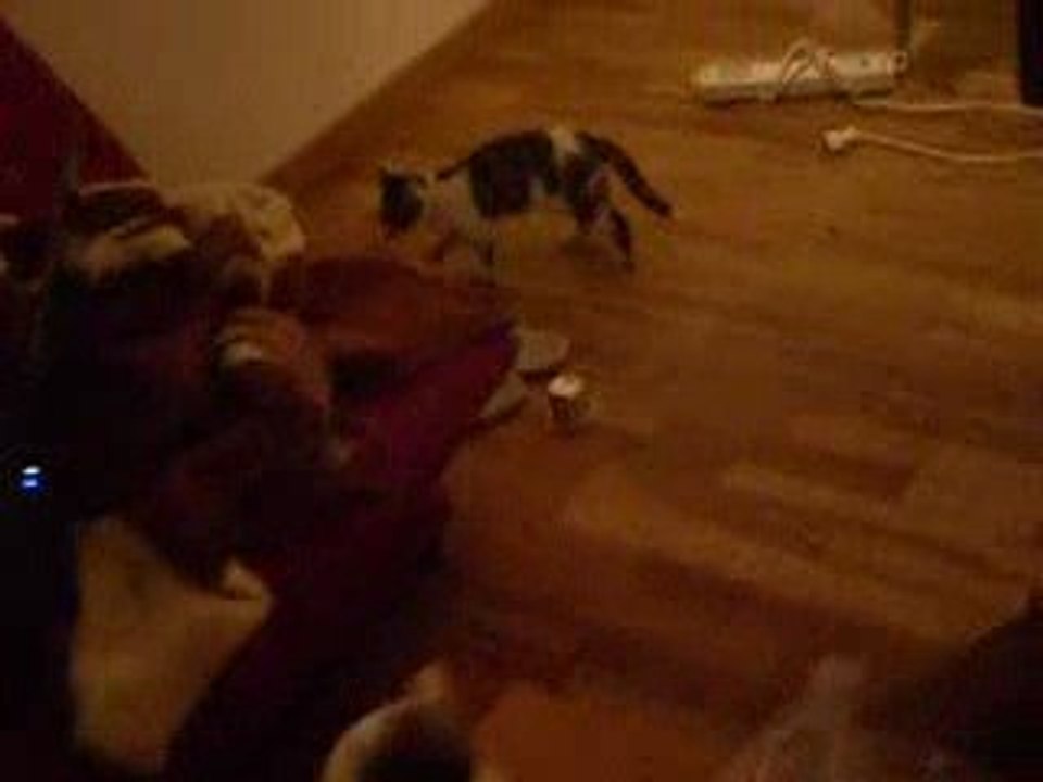 un chat qui fais son show terrible !!!!!!!!!!!!!!!!