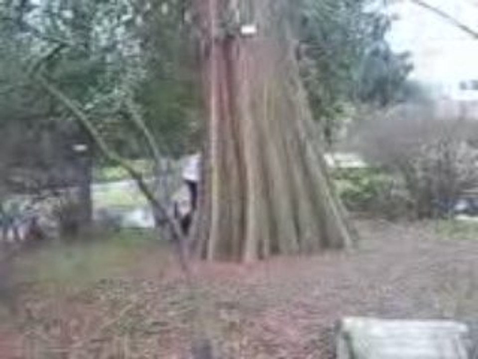 Wouak autour de l'arbre