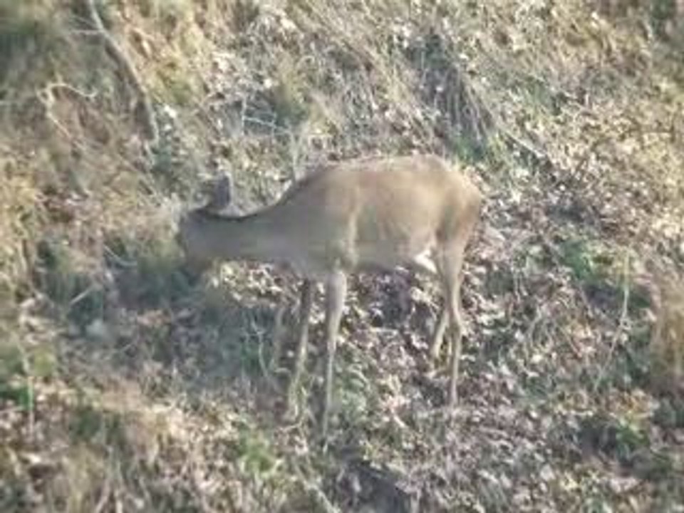 biche