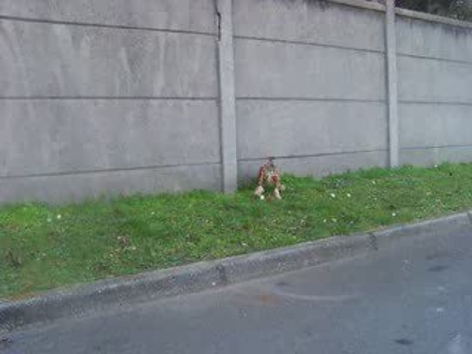 Amour devant le mur qui le sépare d'un Rottweiler !