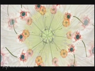 Wallflowers Volume 1