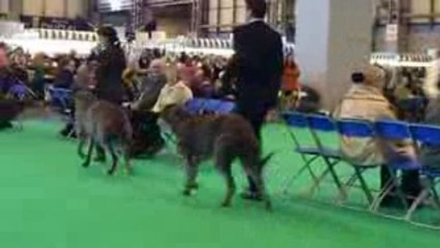 deerhound crufts