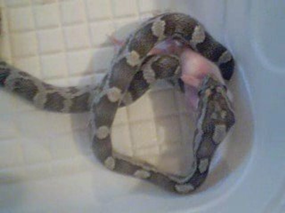 elaphe en train de chasser