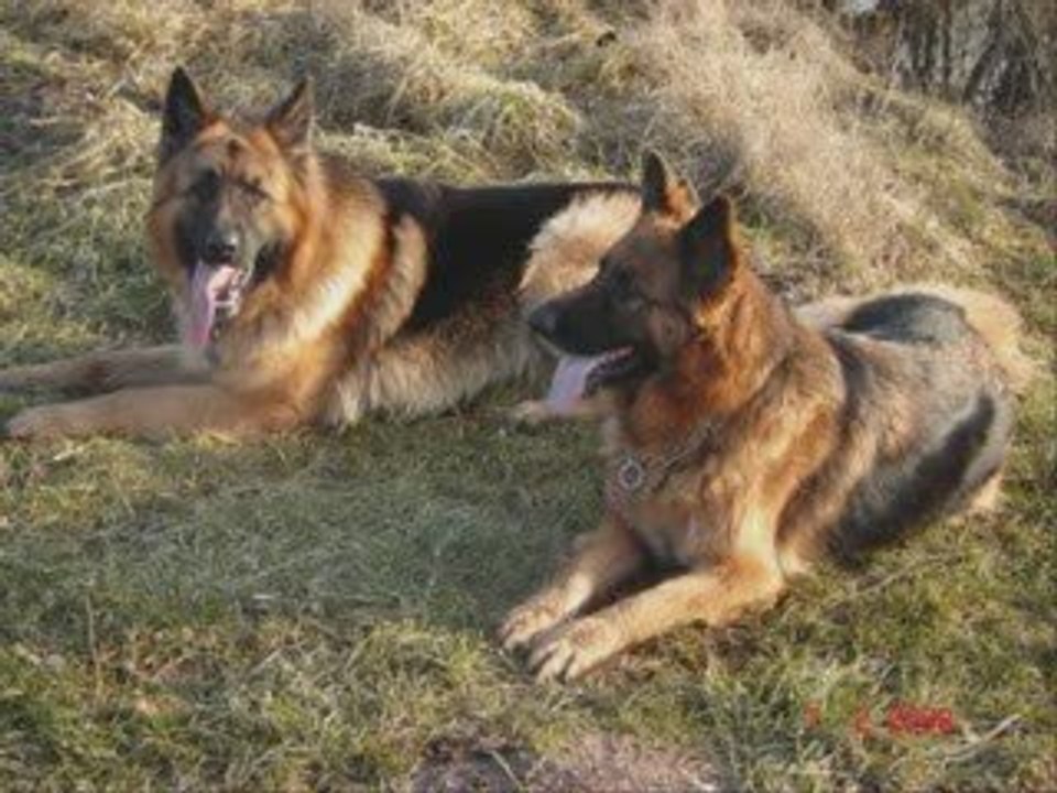 Les bergers allemands