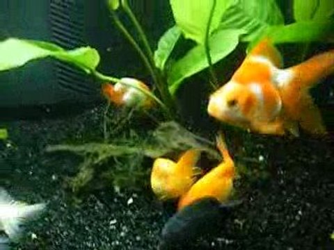 Mes poissons rouges japonais 17.03.09