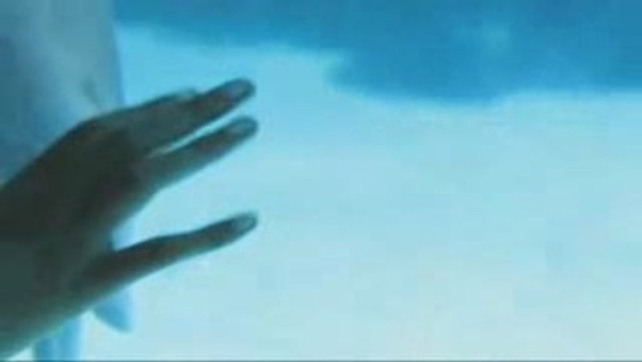 Dauphins qui jouent avec des bulles : à voir