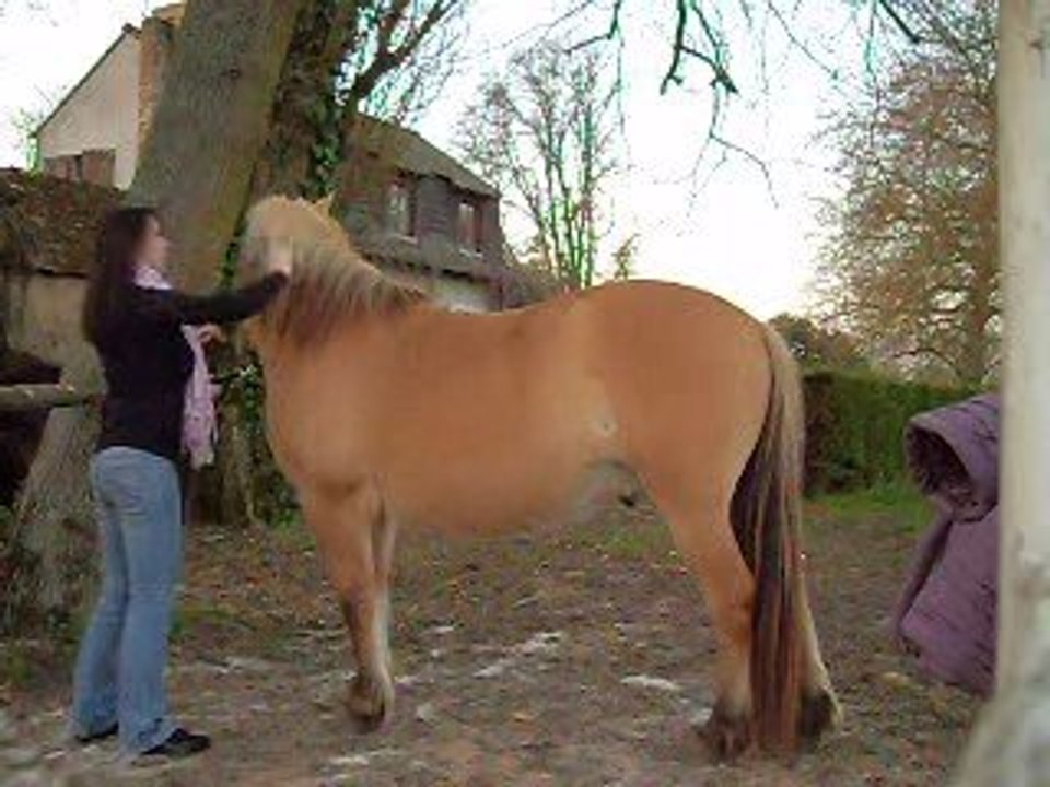 Pilou cours brushing