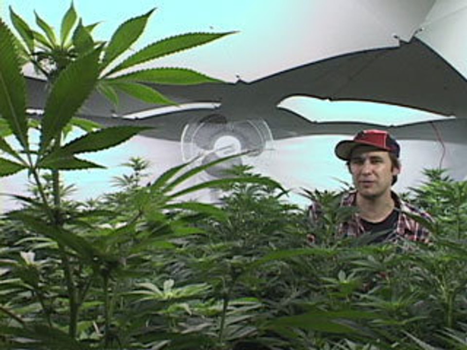 L'Anarchie Culinaire selon Bob le Chef - La Marijuana