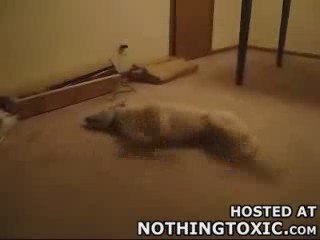 le reve des chiens lol