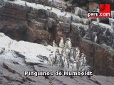 Lobos y pinguinos en el Callao -5