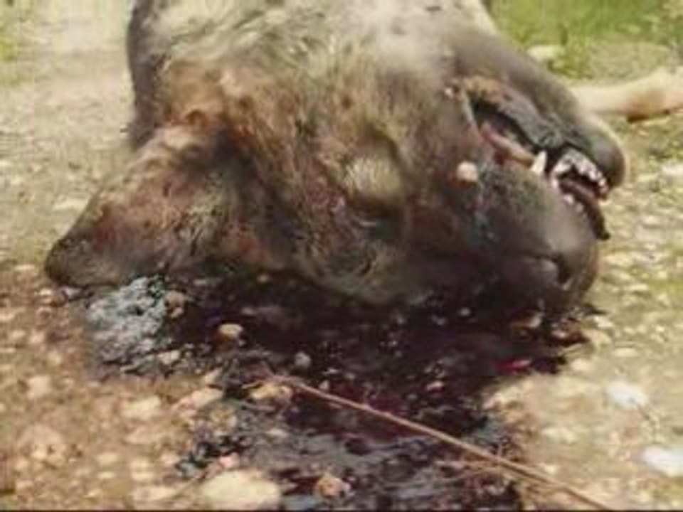 Régina et galgos torturés